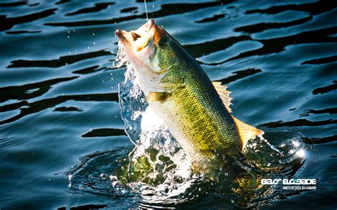 free images of fish|free fishing backgrounds.